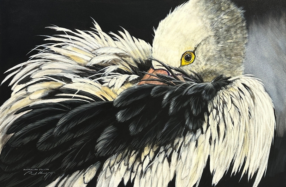 Paul Margocsy | Australian Pelican | MutualArt