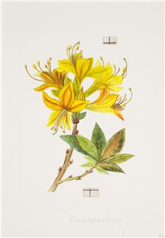 Sammlung von 40 Original-Zeichnungen und über 100 Offset-Klischees mit Blumendarstellungen - Lisa Olschewski