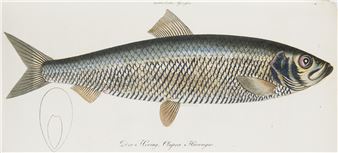 Natur- und Handelsgeschichte des Härings, der Sprotte, Alse und Sardelle - Johann Adolph Hildt