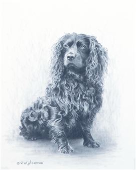 Boykin Spaniel - Robert W. Hickman
