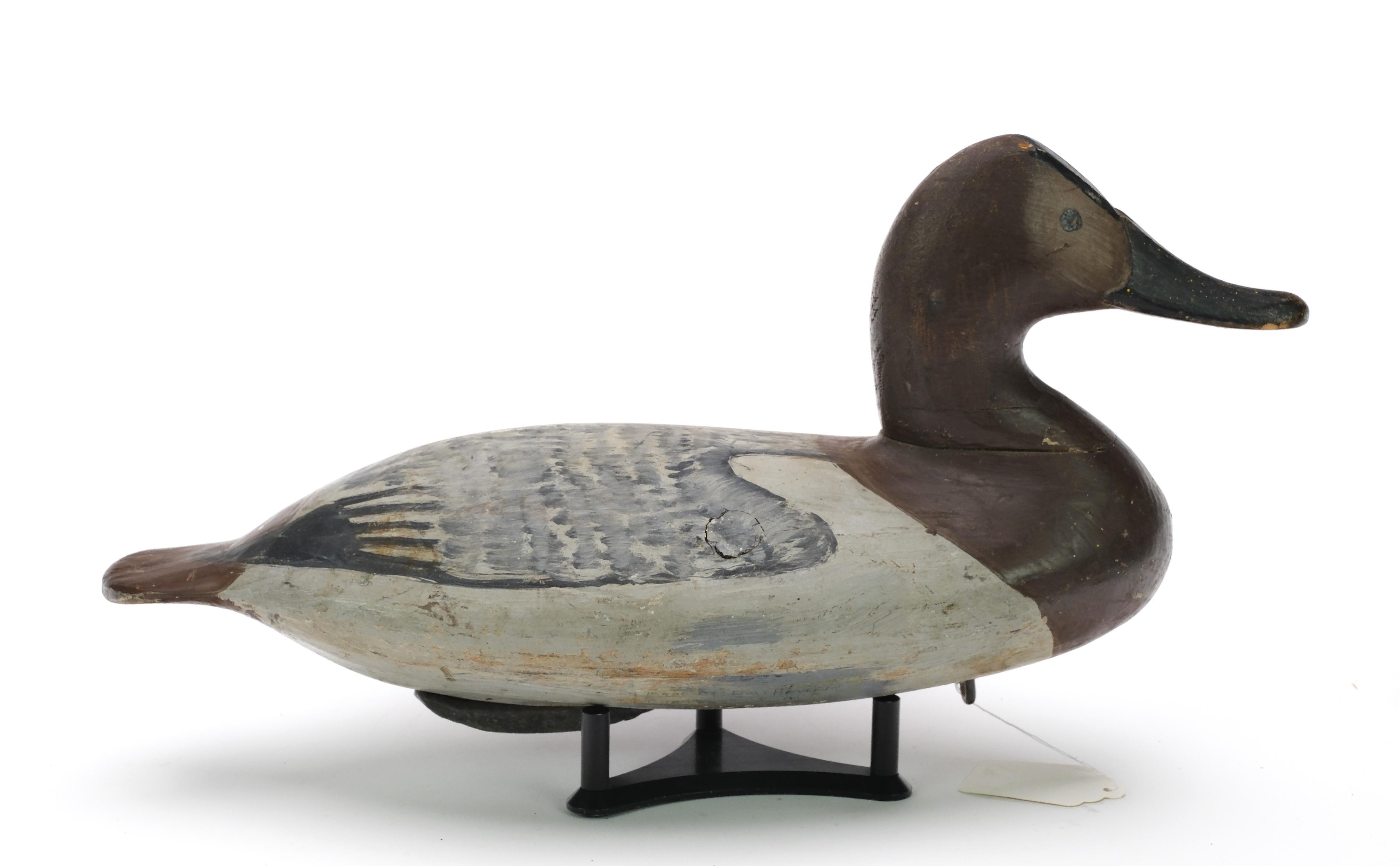 Artwork by William Heverin, Canvasback hen