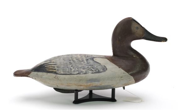 Canvasback hen by William Heverin