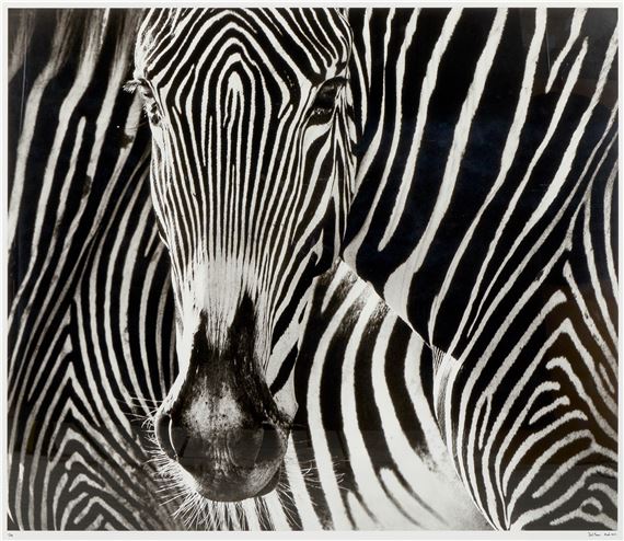 The Puzzle by David Yarrow, March 2013