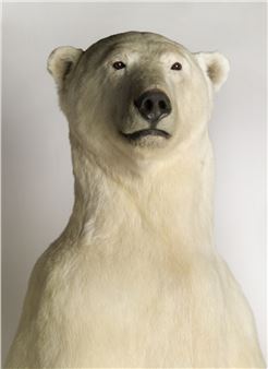 Trop forts! - Musée des Confluences