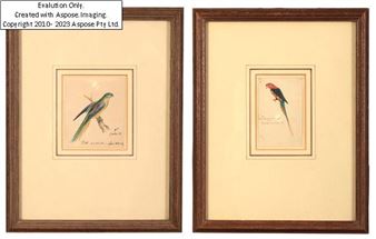 A pair of ornithological studies of parrots - Heinrich G. L. Reichenbach