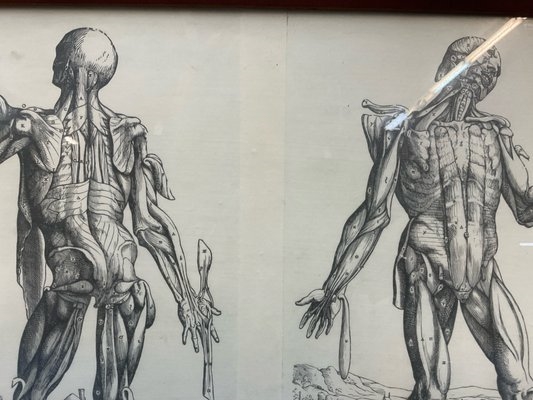 Andreas Vesalius | Three Andreas Vesalius Anatomy Prints | MutualArt