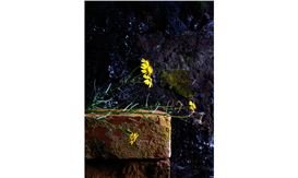 Galerie Jarmuschek + Partner opens an exhibition of photographs by Carina Linge