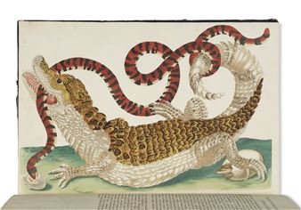 Dissertation sur la génération et les transformations des insectes de Surinam... La Haye : Pierre Gosse, 1726 - Maria Sibylla Merian