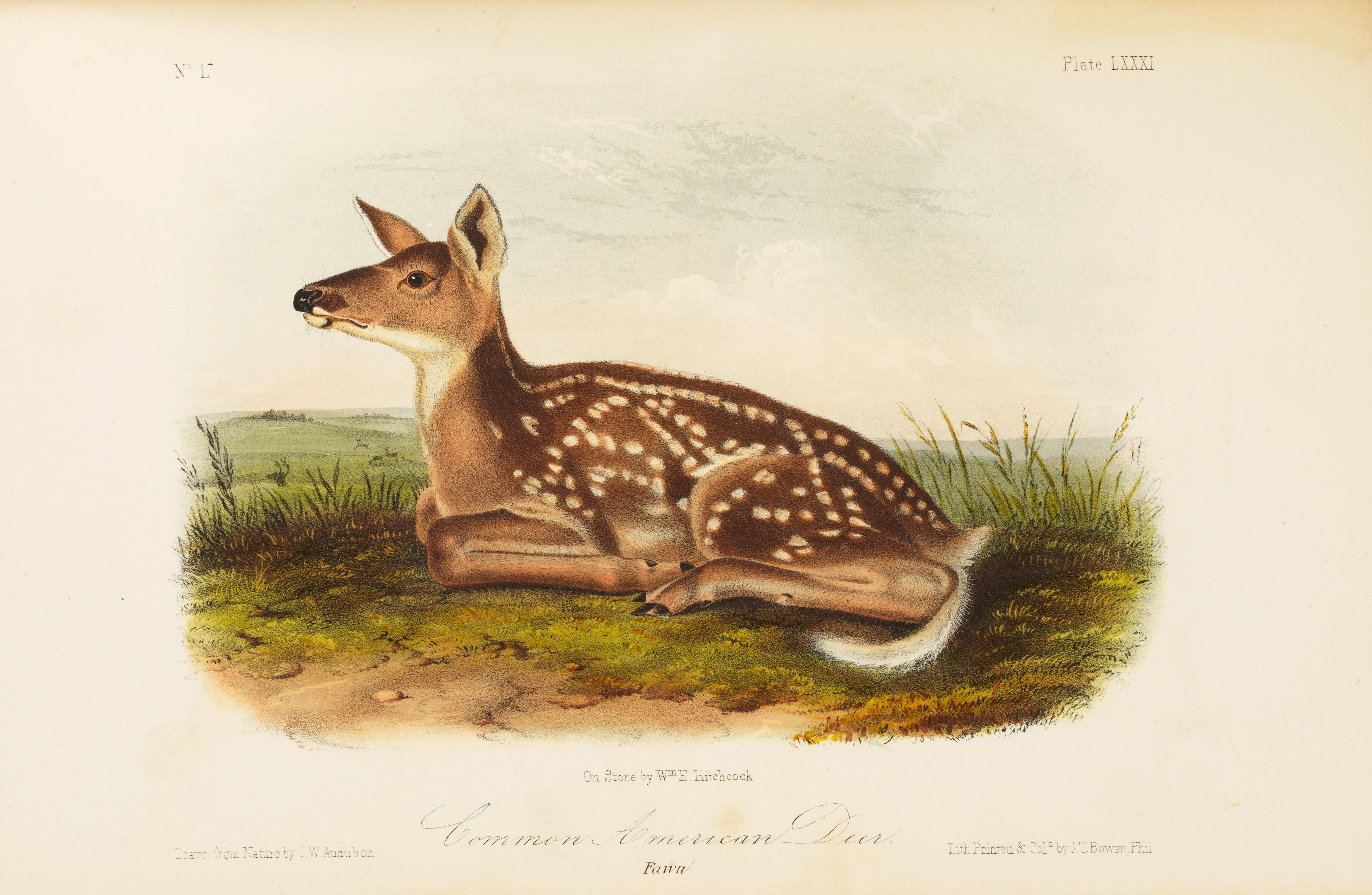 John James Audubon | The Quadrupeds of North America. New York: V.G ...