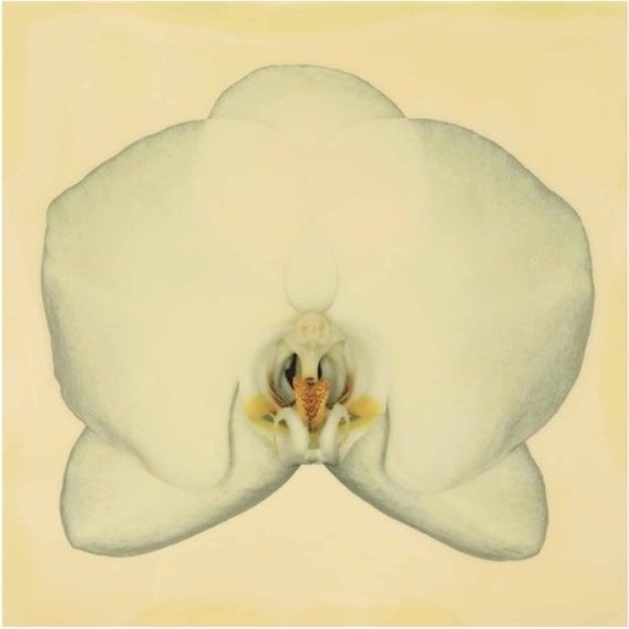 Ron Agam | White Orchid (2009) | MutualArt