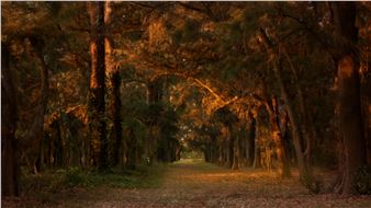 María Silvia Esteve: Cortex - MEP, Maison Européenne de la Photographie