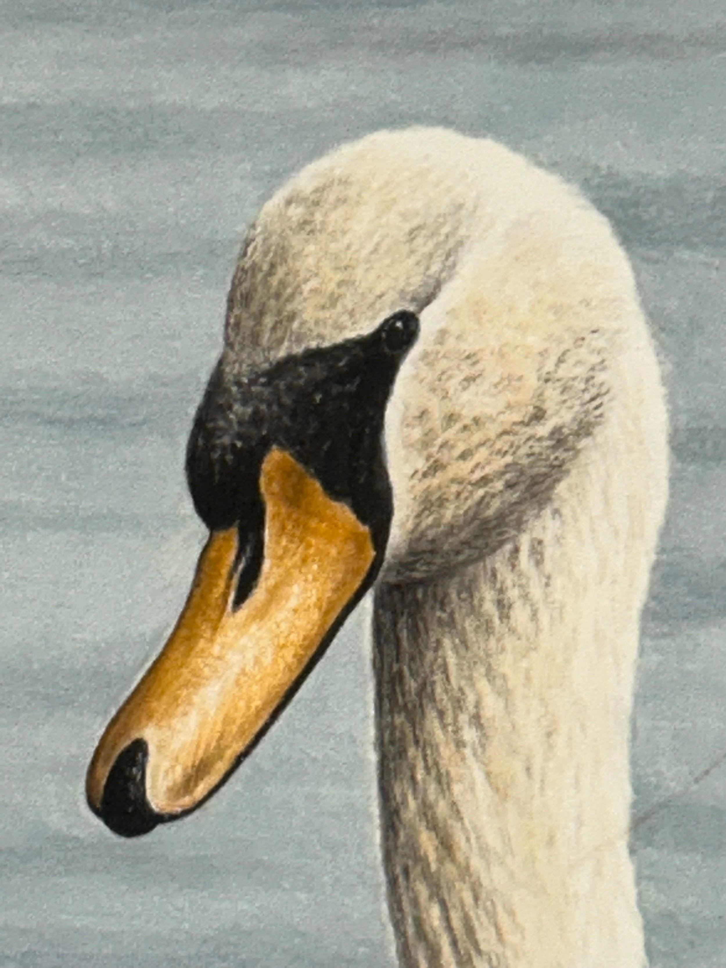 Simon Turvey | watercolour of swan and signets signed lower right ...