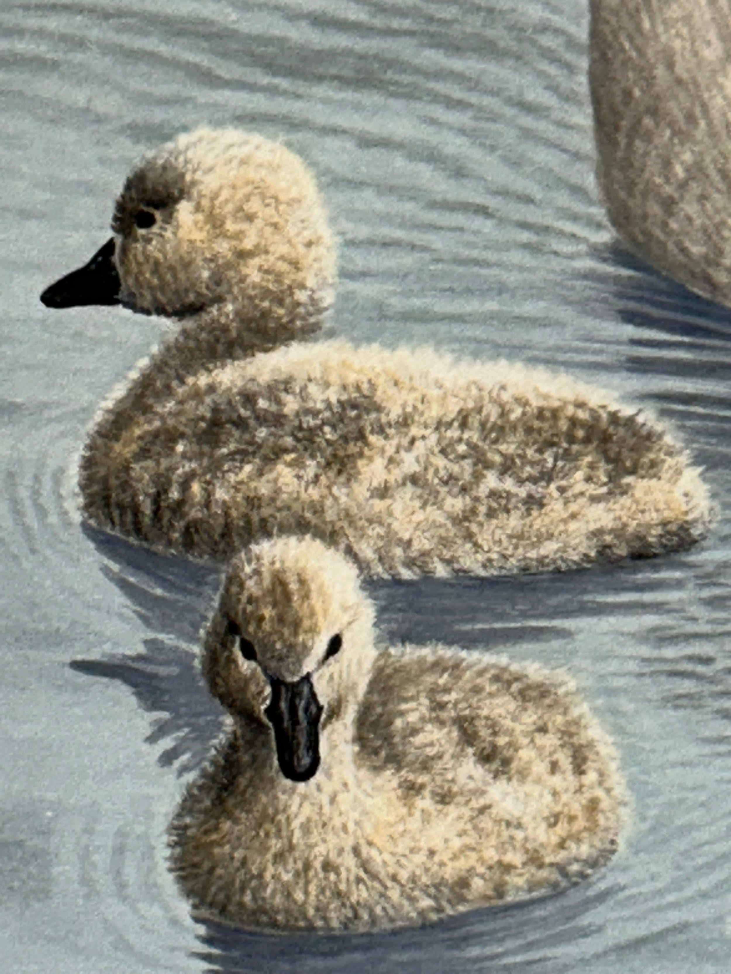Simon Turvey | watercolour of swan and signets signed lower right ...
