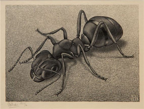 Ant'/'Mier by Maurits Cornelis Escher