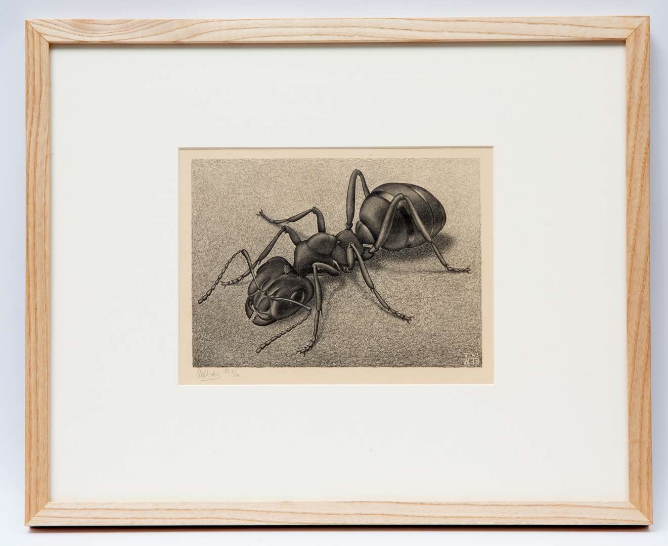 Artwork by Maurits Cornelis Escher, Ant'/'Mier, Made of lithograph
