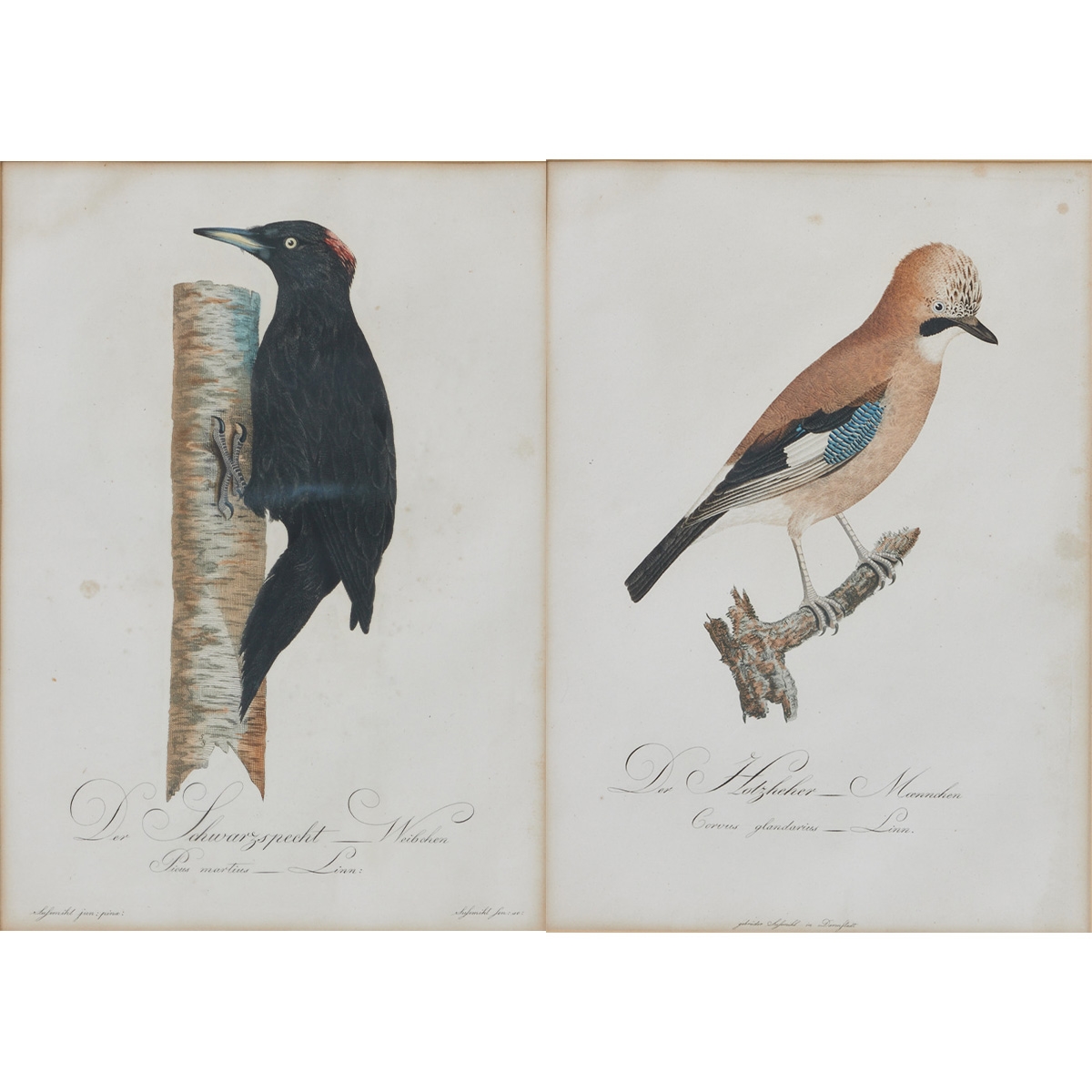 Artwork by Johann Theodor Susemihl, Johann Theodor Susemihl, Made of Colored copper engraving