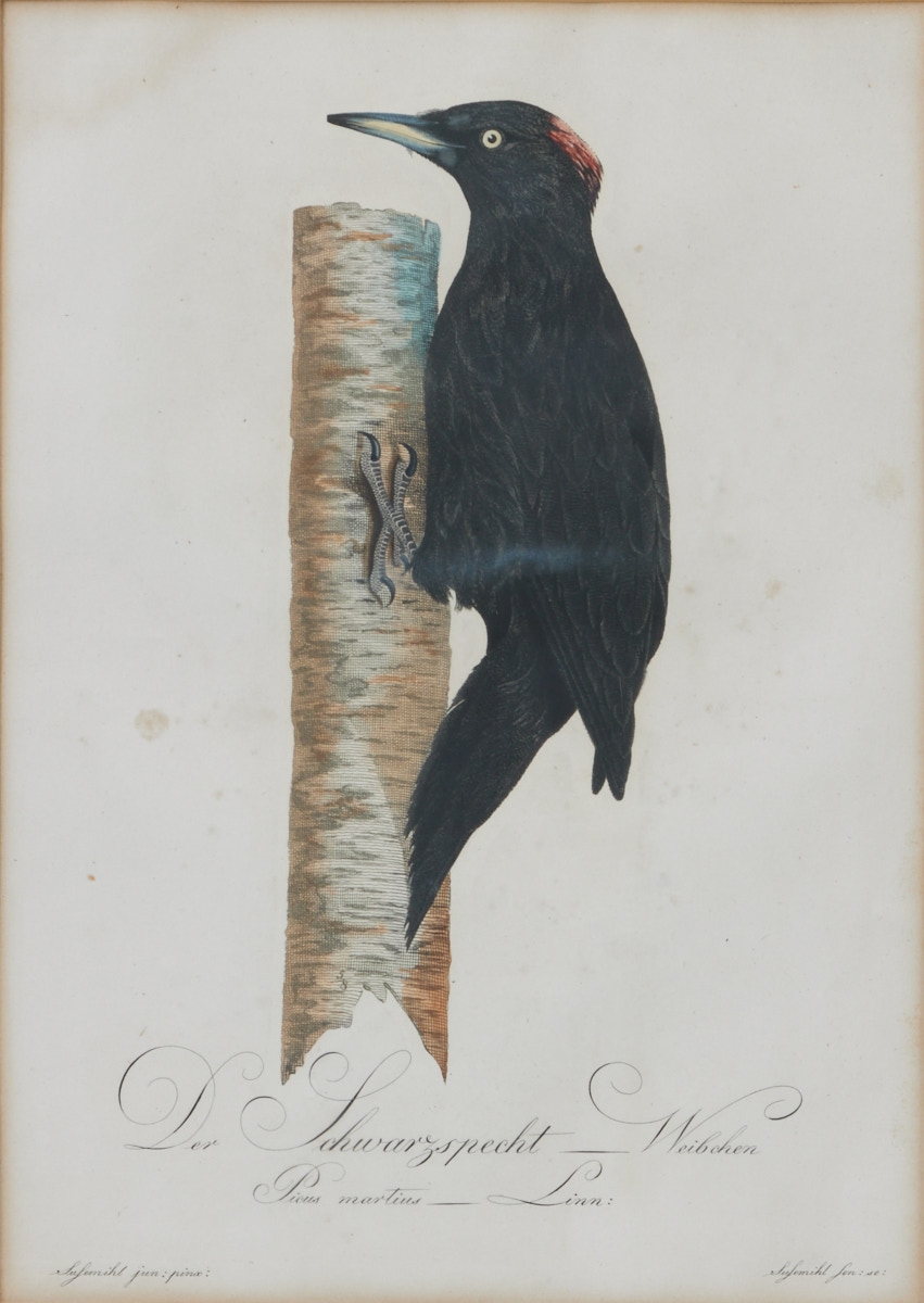 Artwork by Johann Theodor Susemihl, Johann Theodor Susemihl, Made of Colored copper engraving