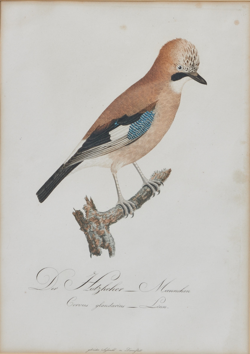 Artwork by Johann Theodor Susemihl, Johann Theodor Susemihl, Made of Colored copper engraving