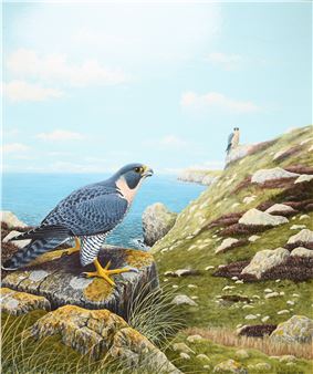A Pair of Peregrine Falcons in a Coastal Landscape - Steven Jaremko