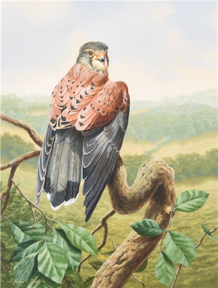 Adrian Rigby | Kestrel | MutualArt