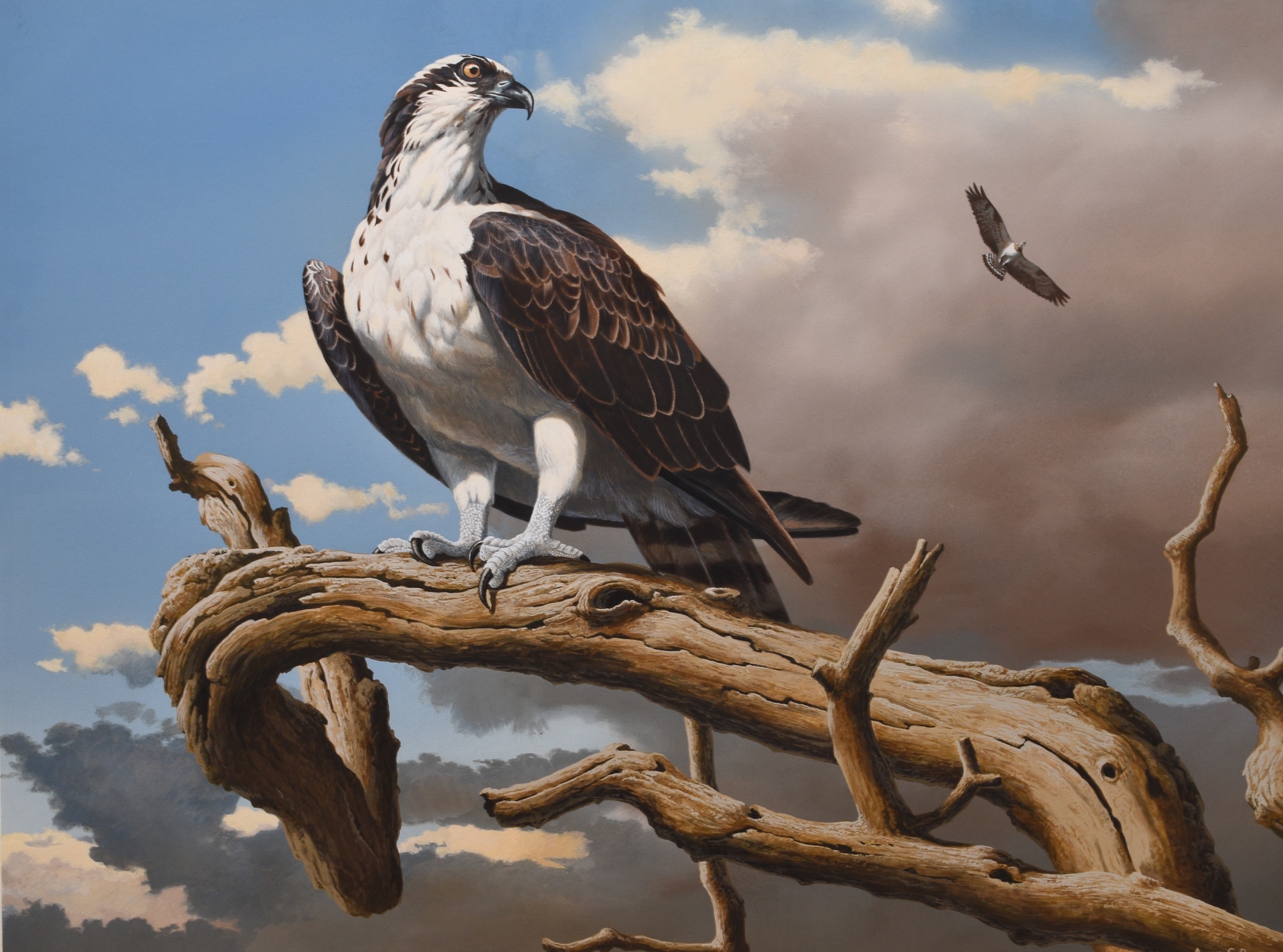 Adrian Rigby | Osprey | MutualArt