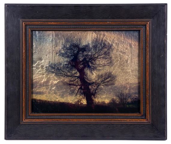 Big Tree, Birmingham by Kate Breakey