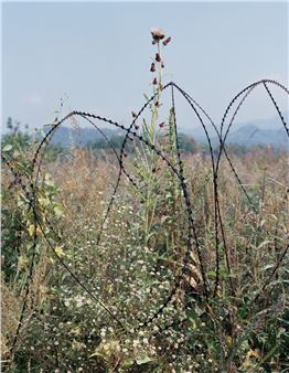 Say It with Flowers- Sees a Dozen Artists Tackle Subjects Through Flowers