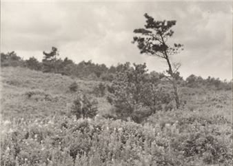 In Focus: Photographing Plants