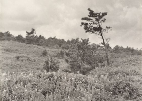 In Focus: Photographing Plants - Delaware Art Museum