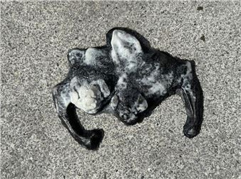 D Rosen: Vamp - Comfort Station