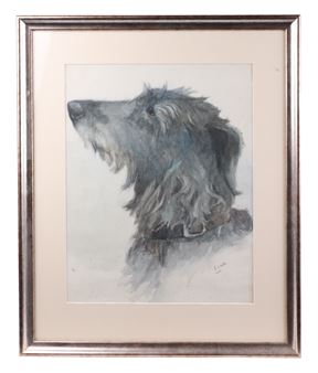 Finn - study of a Wolfhound Lurcher - Joanna Saunt