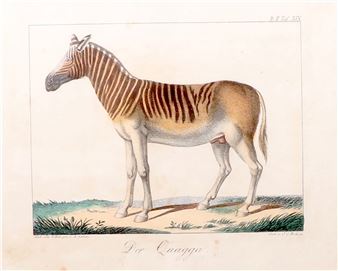 DER QUAGGA - Ambrosius Gabler