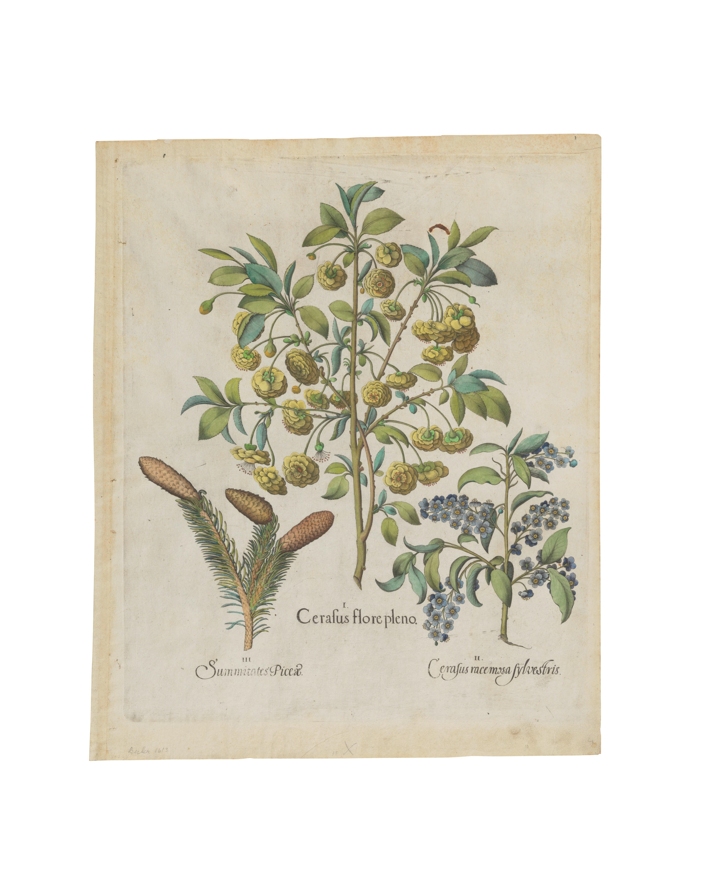 Artwork by Basilius Besler, 2 hand-colored engraved plates fromHortus Eystettensis,, Made of hand-colored engraved plates