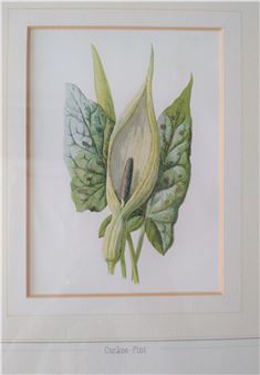 A chromolithograph by F - F. Edward