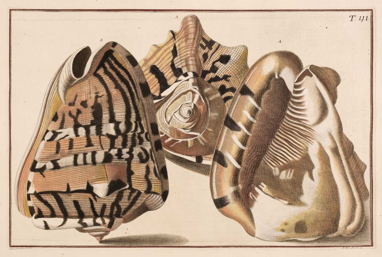 Niccolo Gualtieri | Seven Engravings of Shells | MutualArt