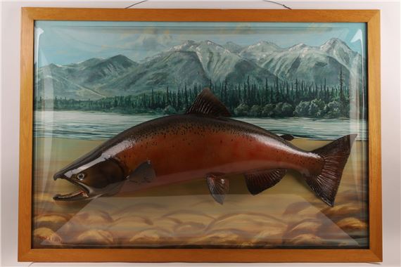 David A Footer Taxidermy Chinook Salmon Mounted - David A. Footer