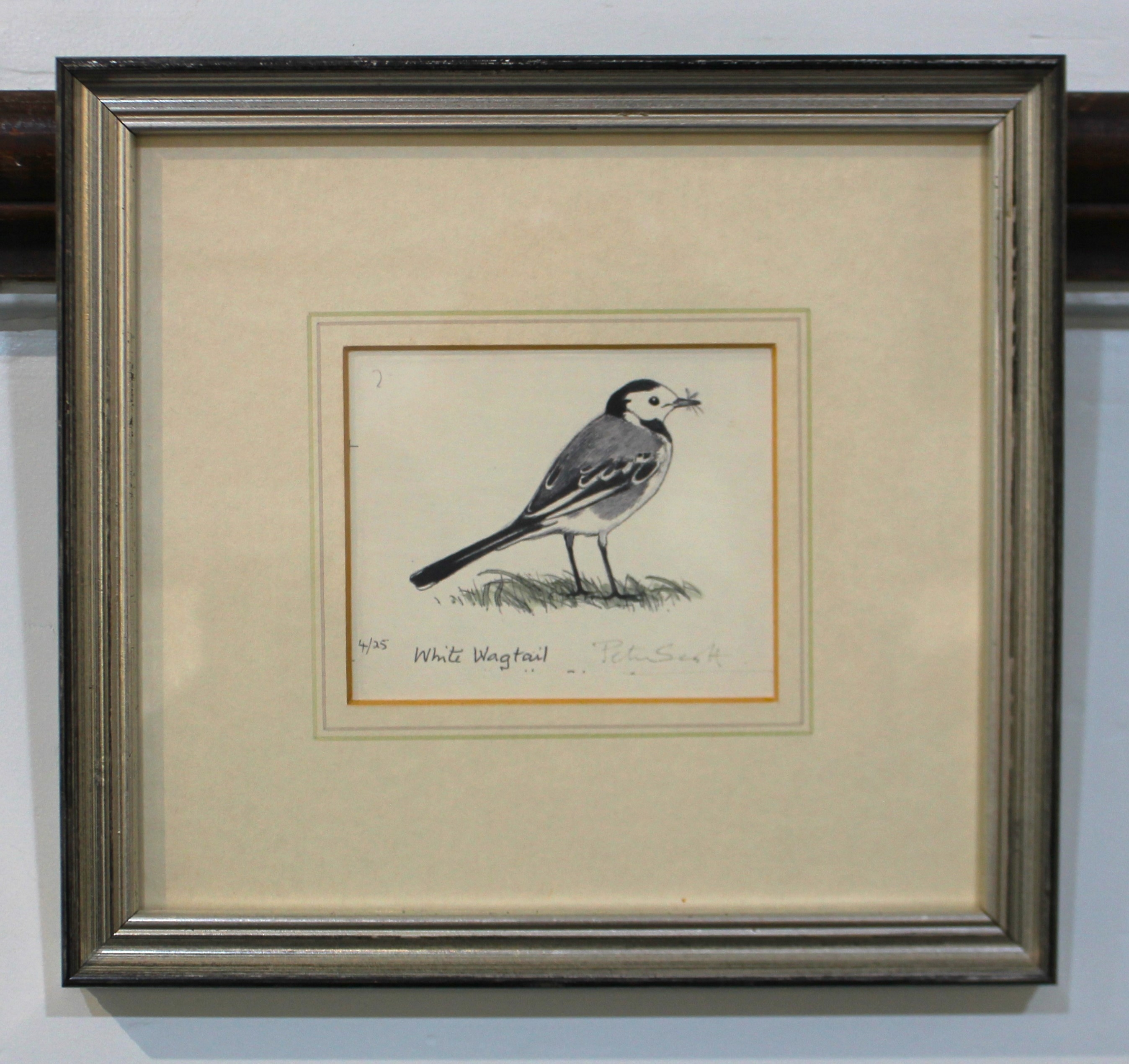 Peter Markham Scott | White Wagtail | MutualArt