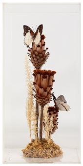 Naturalist Butterfly - Jack Saunders