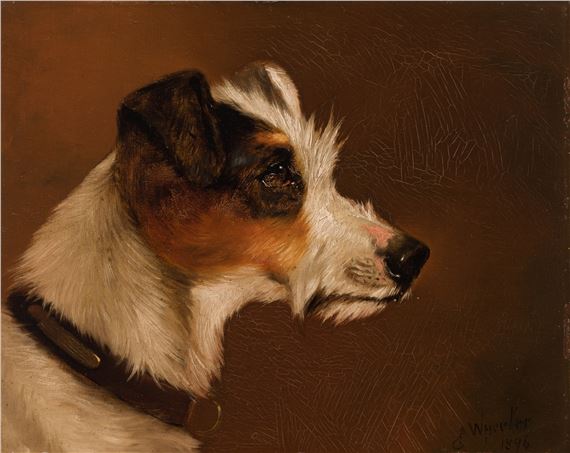 Rough-Coated Jack Russell