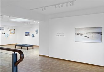 Phil Irish: Niche Animals - Lonsdale Gallery