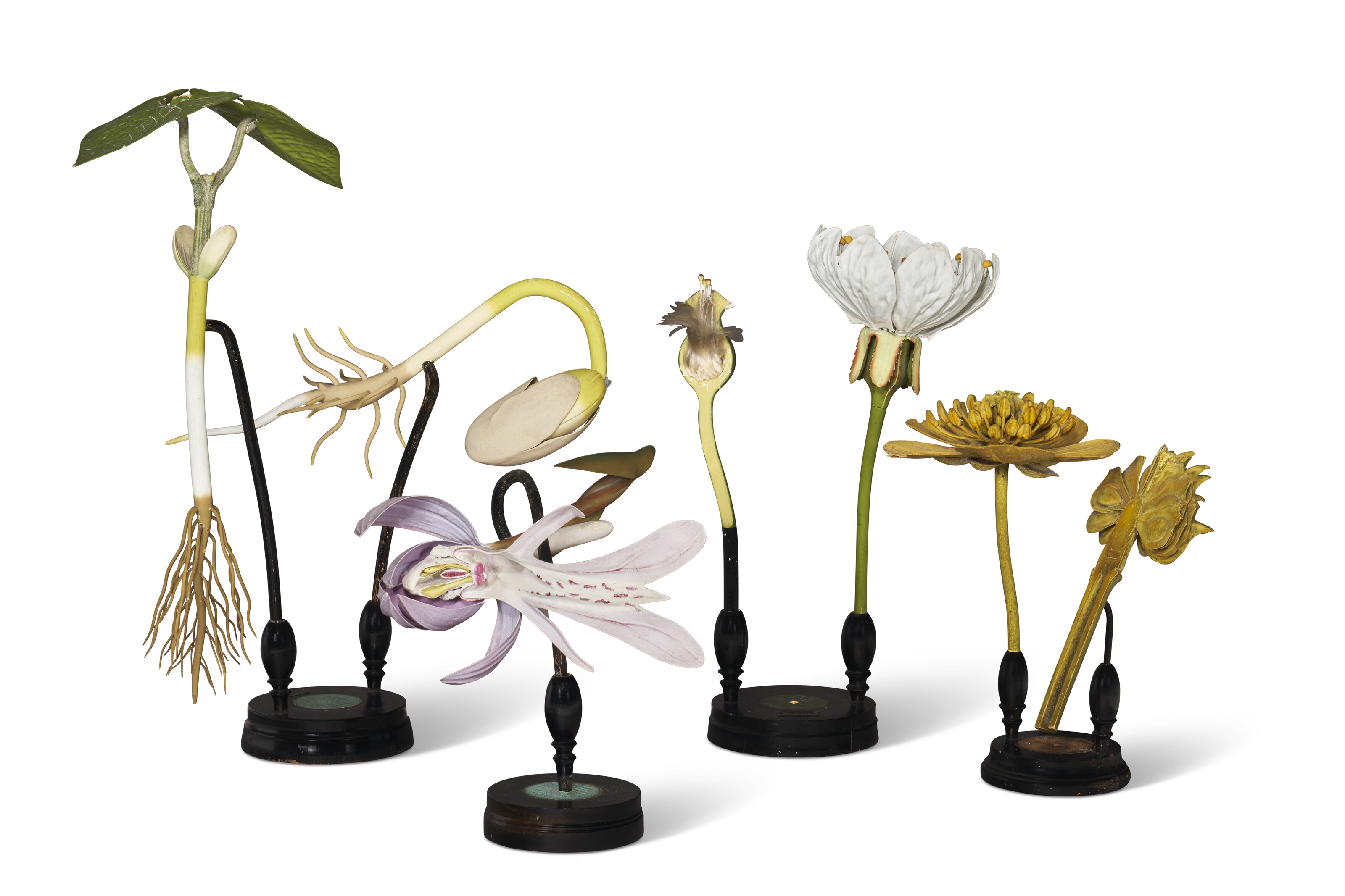 Artwork by Robert & Reinhold Brendel, FOUR GERMAN DIDACTIC BOTANICAL MODELS, Made of ebonized wood