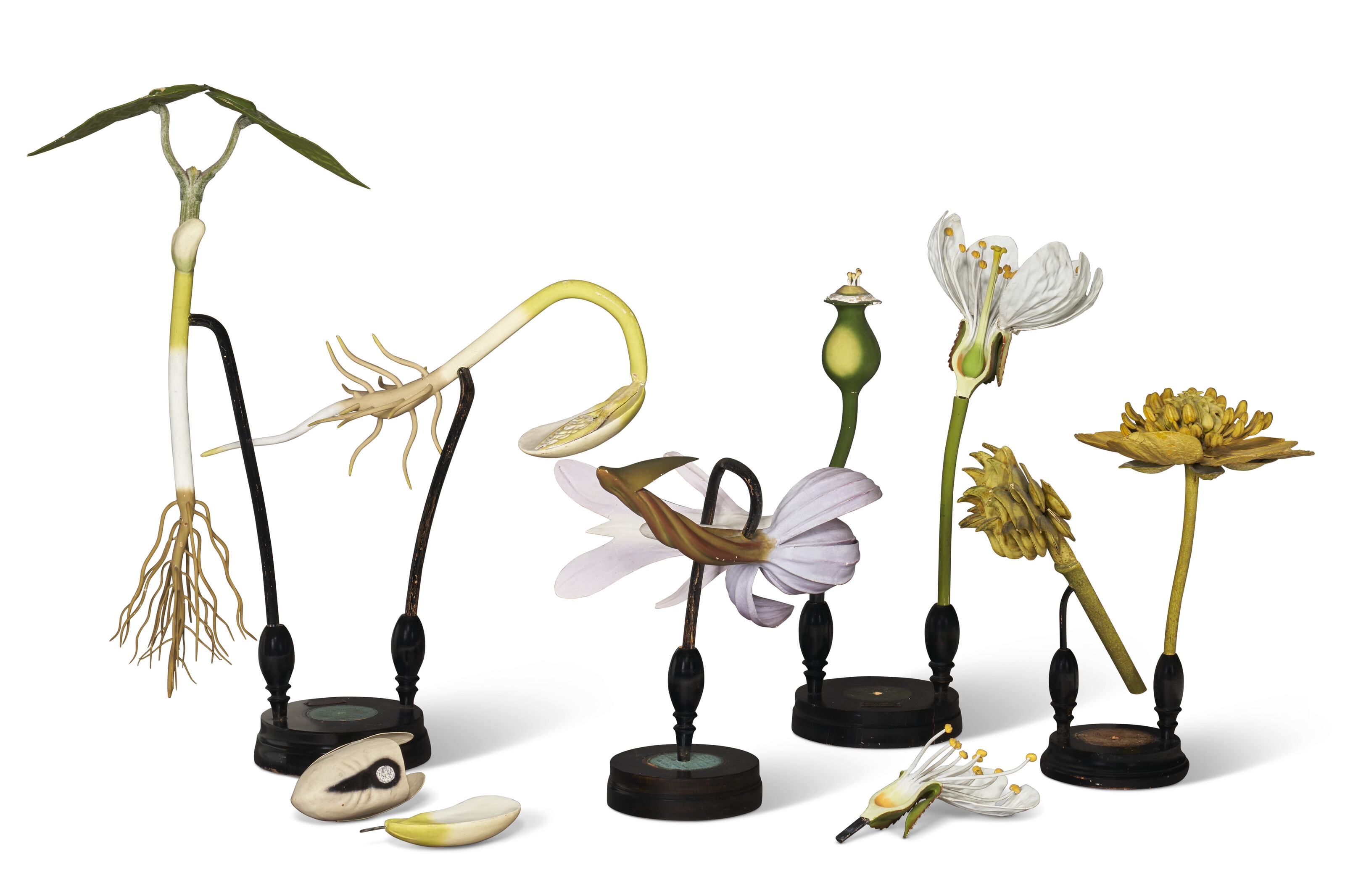 Artwork by Robert & Reinhold Brendel, FOUR GERMAN DIDACTIC BOTANICAL MODELS, Made of ebonized wood