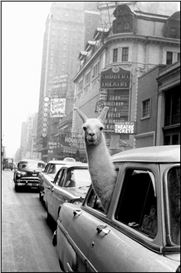 6 Events to See During Paris Photo 2024!