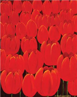 TULIPANY - Iwona Szelągowska