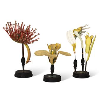 THREE GERMAN DIDACTIC BOTANICAL MODELS - Robert & Reinhold Brendel