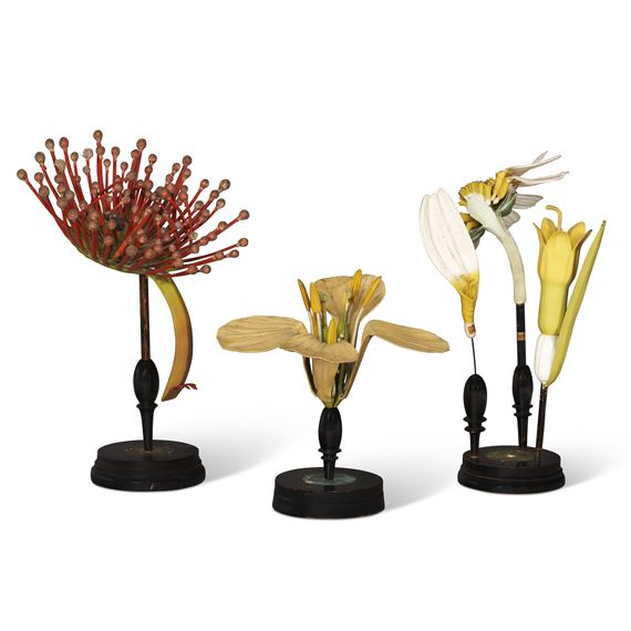 THREE GERMAN DIDACTIC BOTANICAL MODELS by Robert & Reinhold Brendel