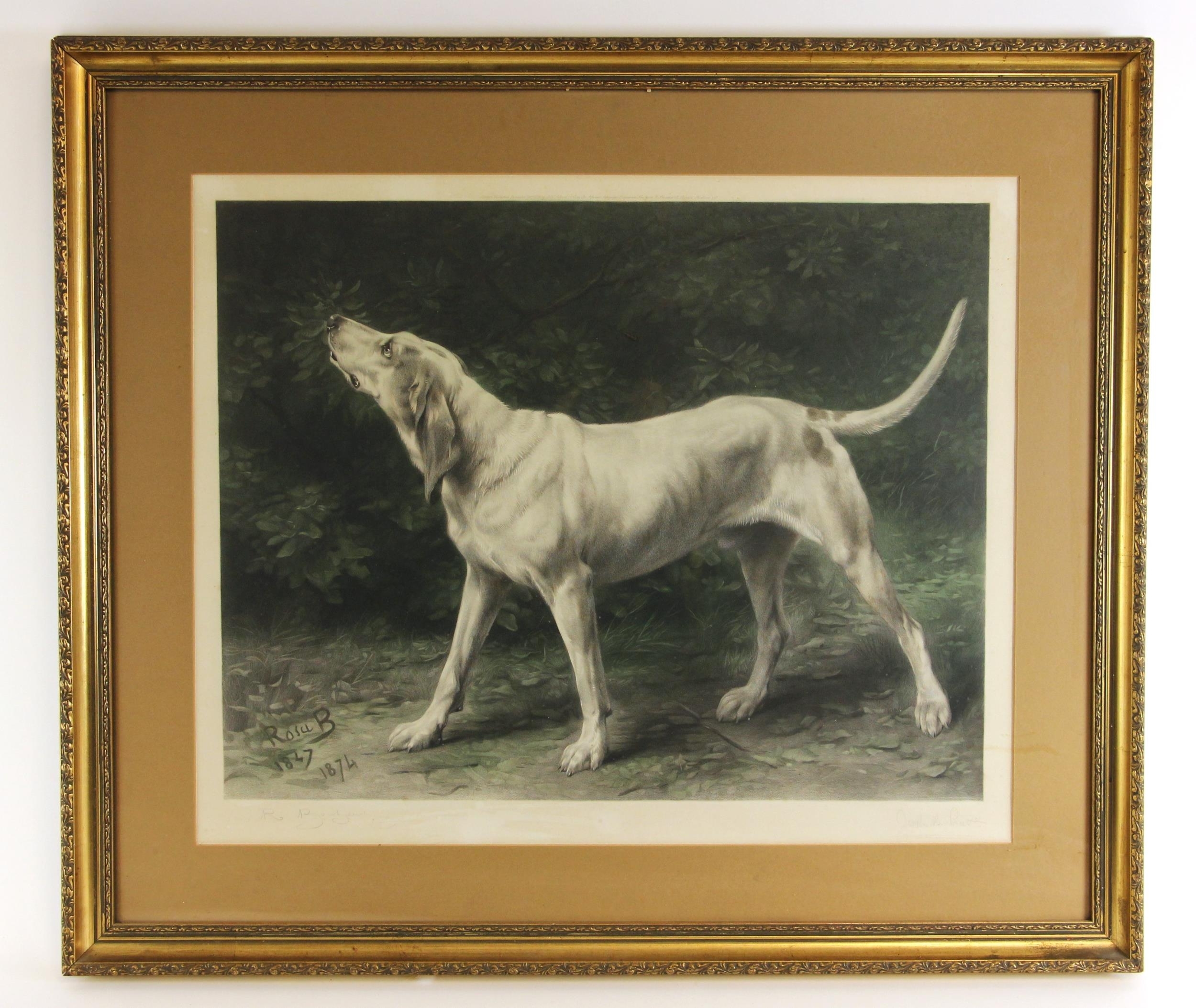 Artwork by Rosa Bonheur, A hound against foliage,, Made of Aquatint on paper