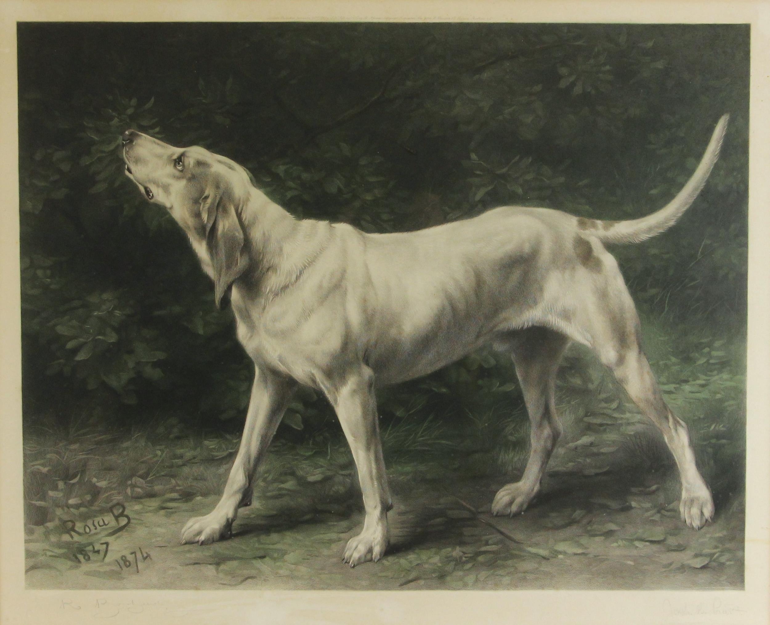 Artwork by Rosa Bonheur, A hound against foliage,, Made of Aquatint on paper
