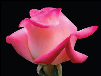 George Tchobanoglous: Petals And Places - John Natsoulas Center for the Arts
