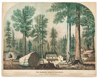 The Mammoth Trees of California. - George K. Stillman